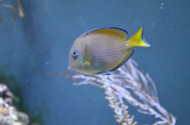 Akvaryum tropikal balık, Berlin