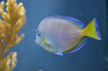 Akvaryum tropikal balık, Berlin