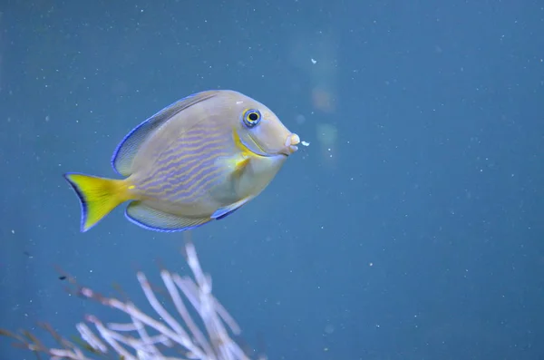 Tropiska Fiskar Akvarium Berlin — Stockfoto