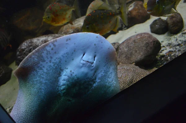 Bluespotted Ribbontail Ray Closeup Görünümü — Stok fotoğraf