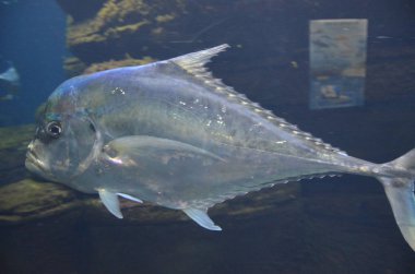 Kilitleme balık Selene dorsalis Atlantic, akvaryum Berlin Almanya