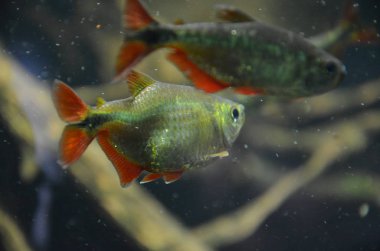 Akvaryum tropikal balık, Berlin