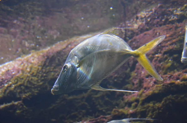 Lockdown Fish Selene Dorsalis Atlantic Aquarium Berlin Alemanha — Fotografia de Stock