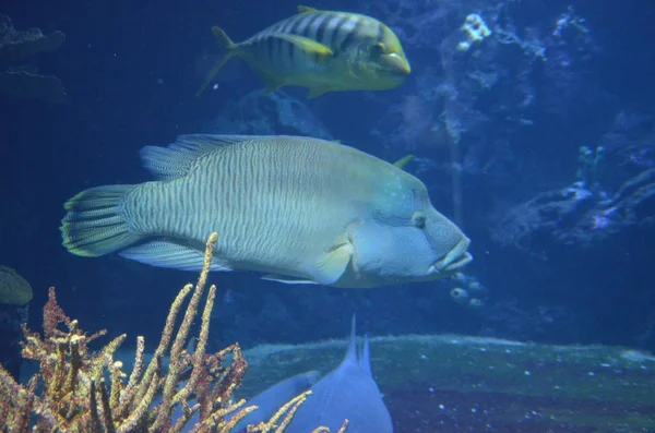 热带鱼在水族馆 — 图库照片