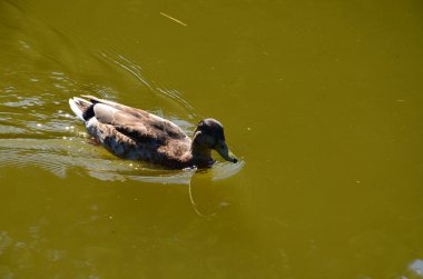 Kassel, Wilhelmshoehe Kalesi Parkı 'ndaki Duks.