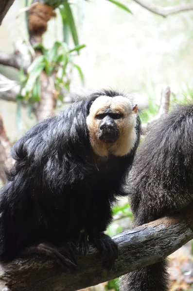 White Faced Saki Monkey Golden Face Saki — 스톡 사진