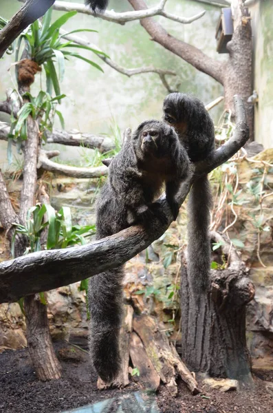 Biała Saki Monkey Lub Golden Face Saki — Zdjęcie stockowe