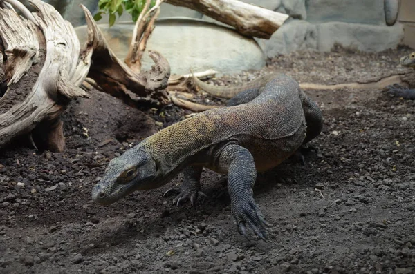 Komodo Dragon Maior Lagarto Mundo — Fotografia de Stock