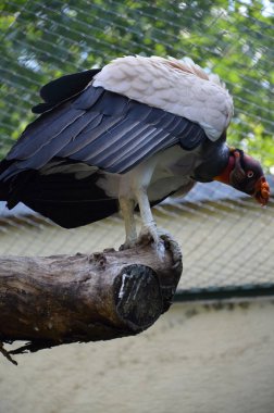 Kral akbaba, Sarcoramphus baba Frankfurt hayvanat bahçesinde