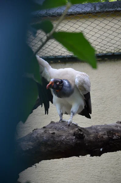 フランクフルト動物園での王のハゲタカ サルコランパスパパ — ストック写真