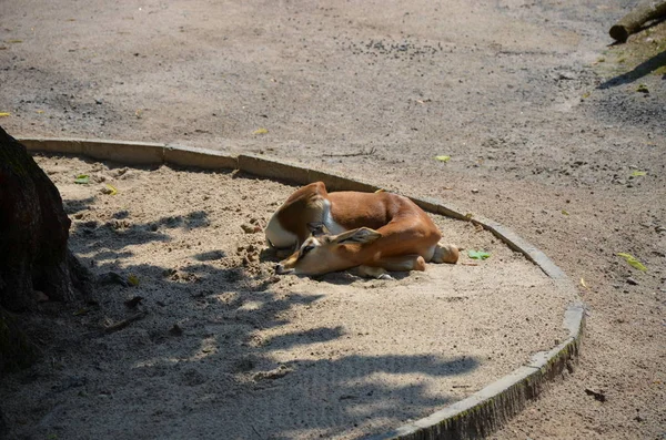 Dama Gazelle Nanger Dama Zoológico Frankfurt — Fotografia de Stock