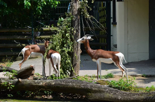 Gacela Dama Nanger Dama Zoológico Frankfurt — Foto de Stock