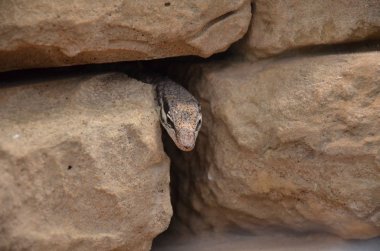 Frankfurt hayvanat bahçesinde kaya üzerinde kertenkele