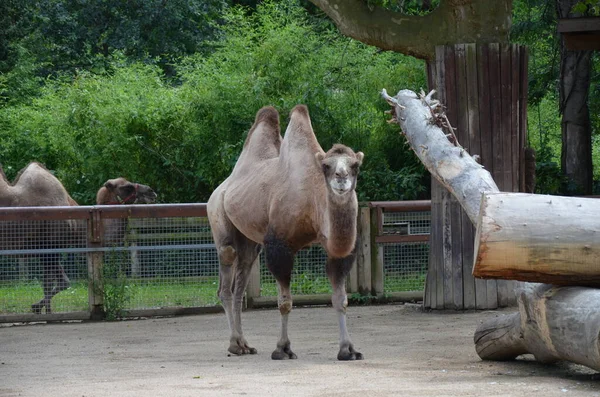 動物園の太陽の下でサンゴの中に立っている二つの抱擁ラクダの側面図 — ストック写真