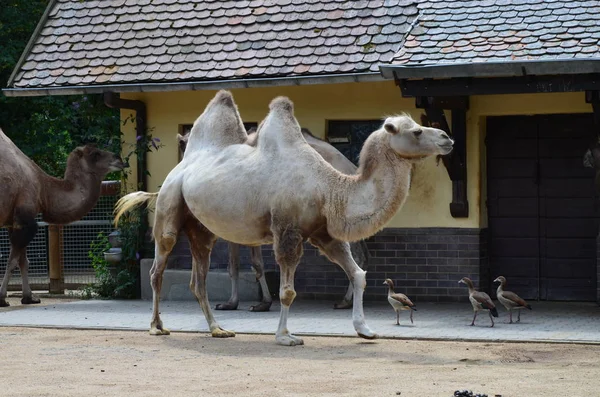 Вид Сбоку Двух Горбатых Верблюдов Стоящих Загоне Солнцем Зоопарке — стоковое фото
