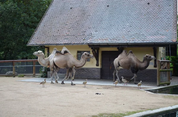 動物園の太陽の下でサンゴの中に立っている二つの抱擁ラクダの側面図 — ストック写真