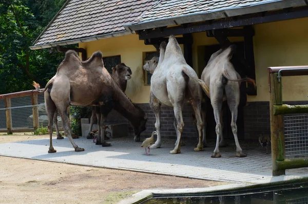Πλευρική Άποψη Των Δύο Καμήλα Πήδημα Στέκεται Στο Μαντρί Κάτω — Φωτογραφία Αρχείου