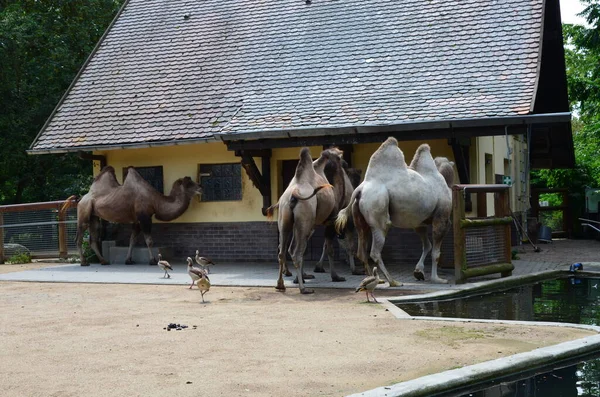 動物園の太陽の下でサンゴの中に立っている二つの抱擁ラクダの側面図 — ストック写真