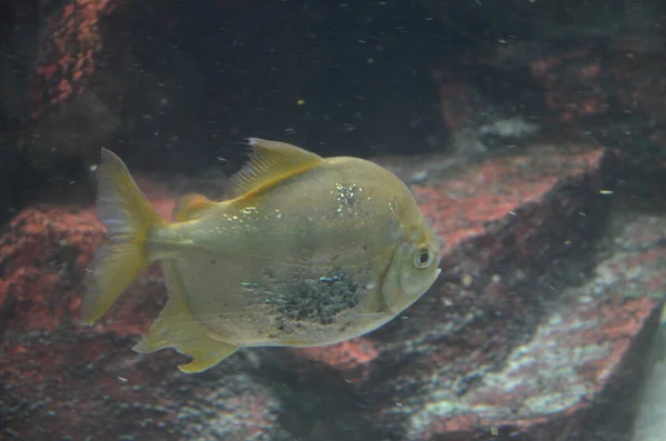 Tropische Vissen Het Aquarium Frankfurt Main Duitsland — Stockfoto