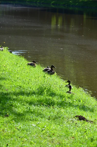 Parc Central Kassel Allemagne — Photo