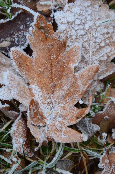 霜で紅葉の背景 — ストック写真