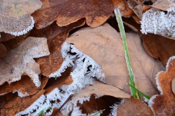 霜で紅葉の背景 — ストック写真