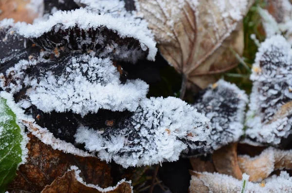 Arka Planını Frost Sonbahar Yaprakları — Stok fotoğraf