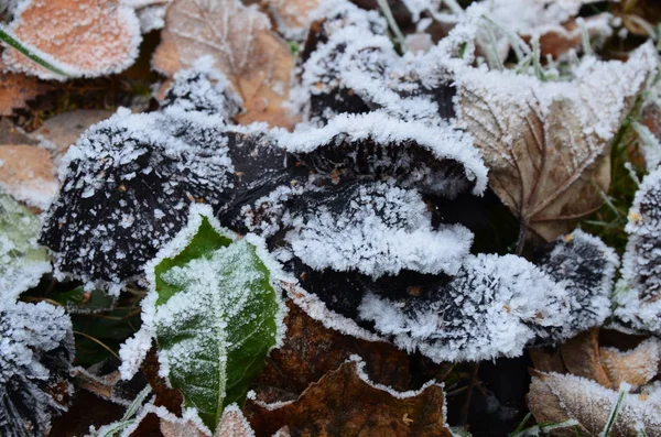 Pozadí Podzimní Listí Jinovatce — Stock fotografie