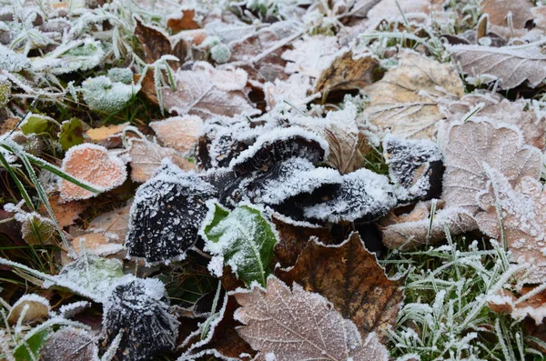 Arka Planını Frost Sonbahar Yaprakları — Stok fotoğraf