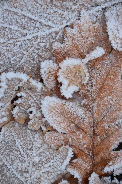 Hintergrund Der Herbstblätter Frost — Stockfoto