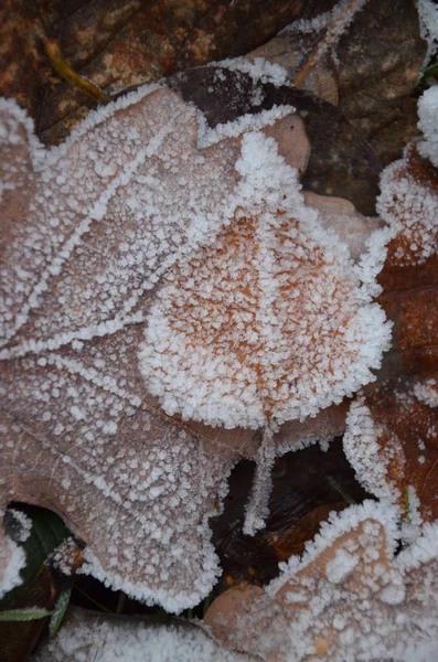 Contexte Des Feuilles Automne Dans Gel — Photo