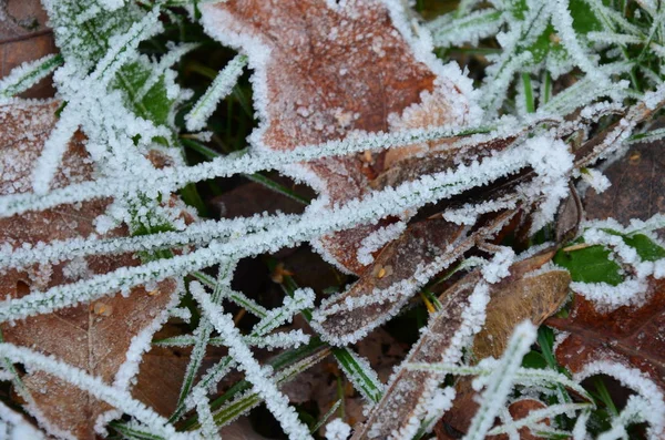 Sfondo Foglie Autunno Nel Gelo — Foto Stock