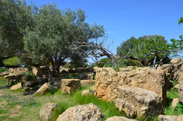 Valle Del Templo Agrigento Sicilia — Foto de Stock