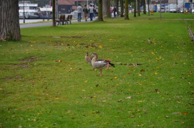 Frankfurt sokaklarında ot yiyen vahşi bir ördek.