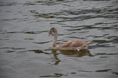 Nehirdeki Kuğu Frankfurt, Almanya