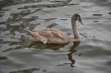 Nehirdeki Kuğu Frankfurt, Almanya