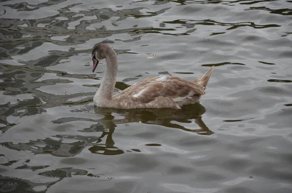 Cigno Nel Fiume Meno Francoforte Germania — Foto Stock