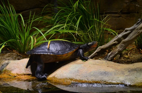 Turtle Lakeside Zoo — Stock Photo, Image