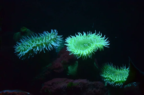 Színes Lásd Anemone Berlinben Állatkert — Stock Fotó