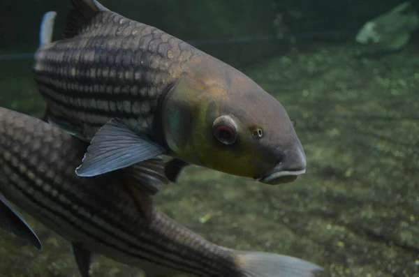 Peixes Tropicais Aquário Berlim — Fotografia de Stock