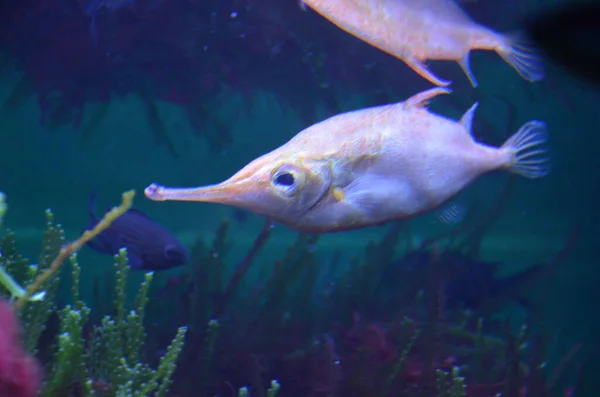 Peces Tropicales Acuario Frankfurt Main Alemania — Foto de Stock