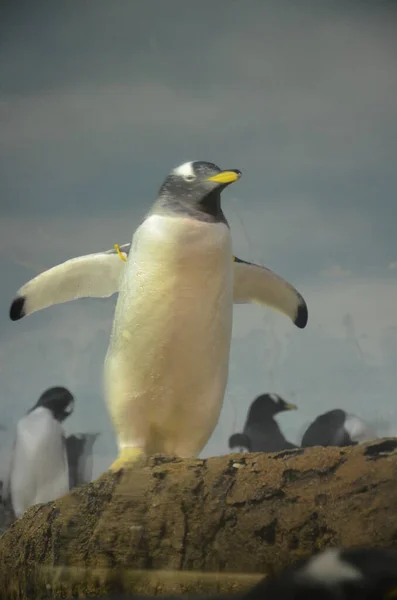 Gentoo Tučňák Zoo Frankfurt Nad Mohanem Německo — Stock fotografie