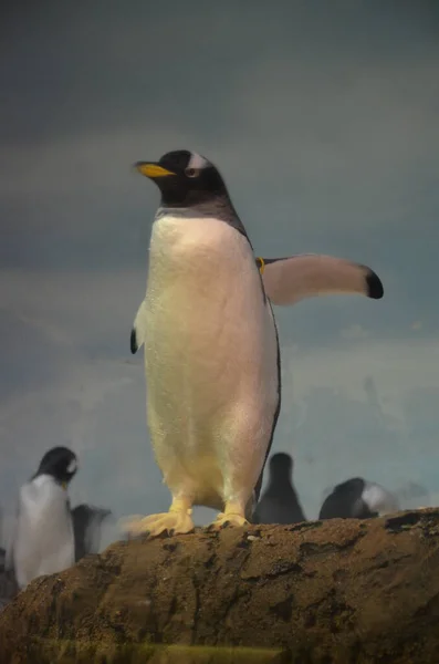 Gentoo Penguin Zoo Frankfurt Main Germany — Stock Photo, Image