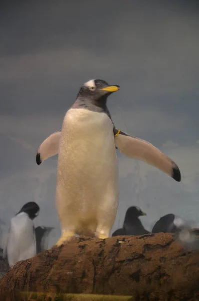 Gentoo Pinguin Zoo Frankfurt Main — Stockfoto