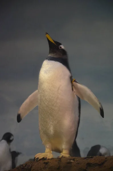 Gentoo Pinguïn Dierentuin Frankfurt Main Duitsland — Stockfoto