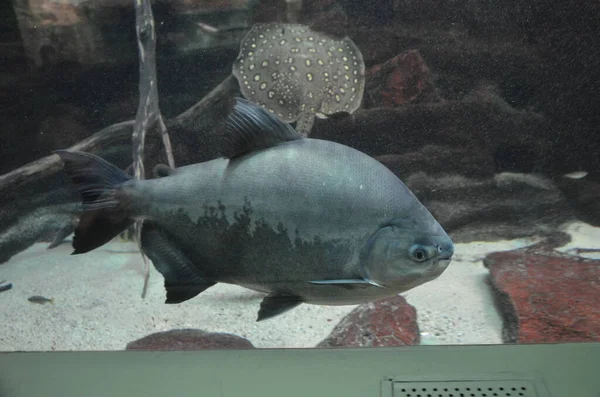 フランクフルト マイン水族館の熱帯魚 ドイツ — ストック写真