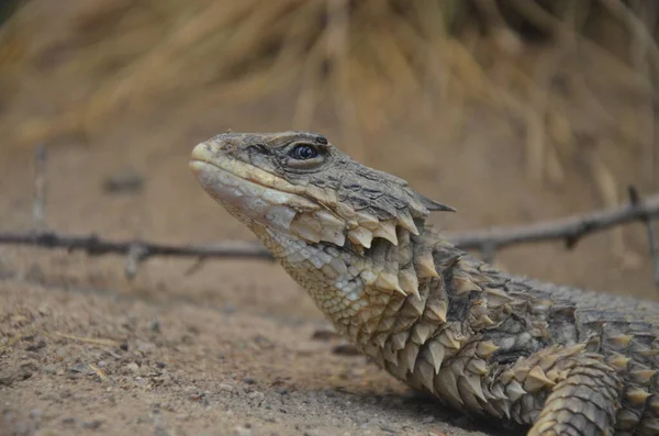 Sungazer Lagarto Cinturão Gigante Lagarto Dragão Gigante Zonure Gigante Smaug — Fotografia de Stock