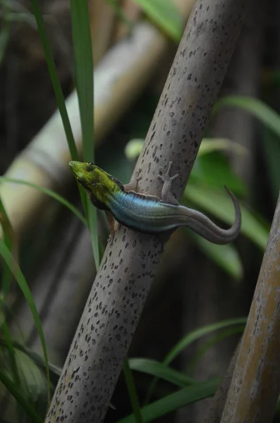 Gelbkopf Taggecko Phelsuma Klemmeri — Stockfoto