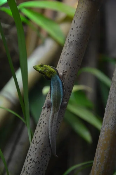 Żółty Dzień Gecko Phelsuma Klemmeri — Zdjęcie stockowe