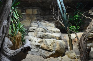 Berlin 'de hayvanat bahçesinde bir taşın üzerinde yetişkin iguana